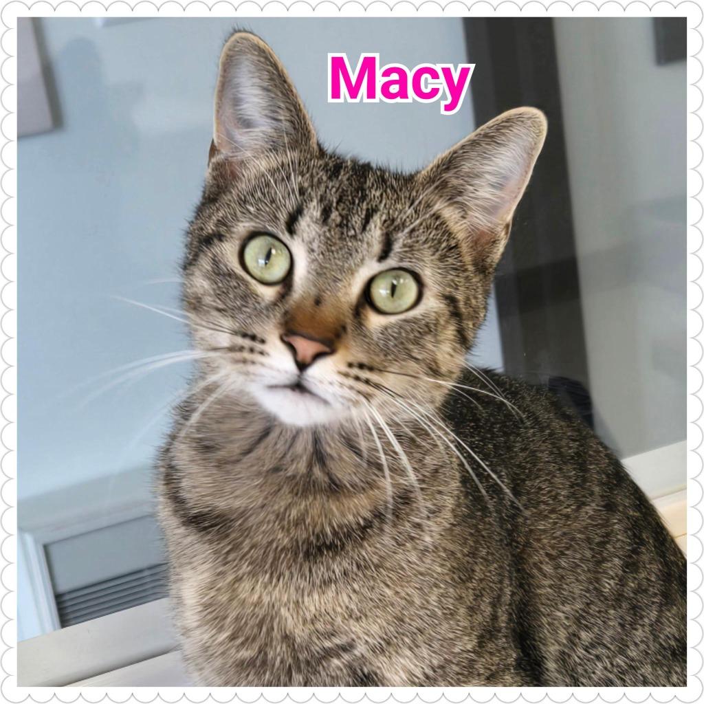 Macy, a Adopted mixed breed in North Saint Paul, MN image 1/3