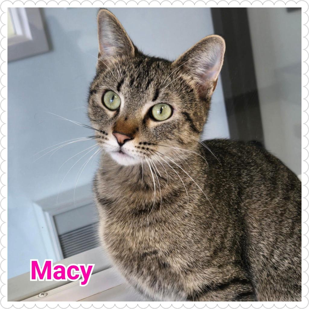 Macy, a Adopted mixed breed in North Saint Paul, MN image 2/3