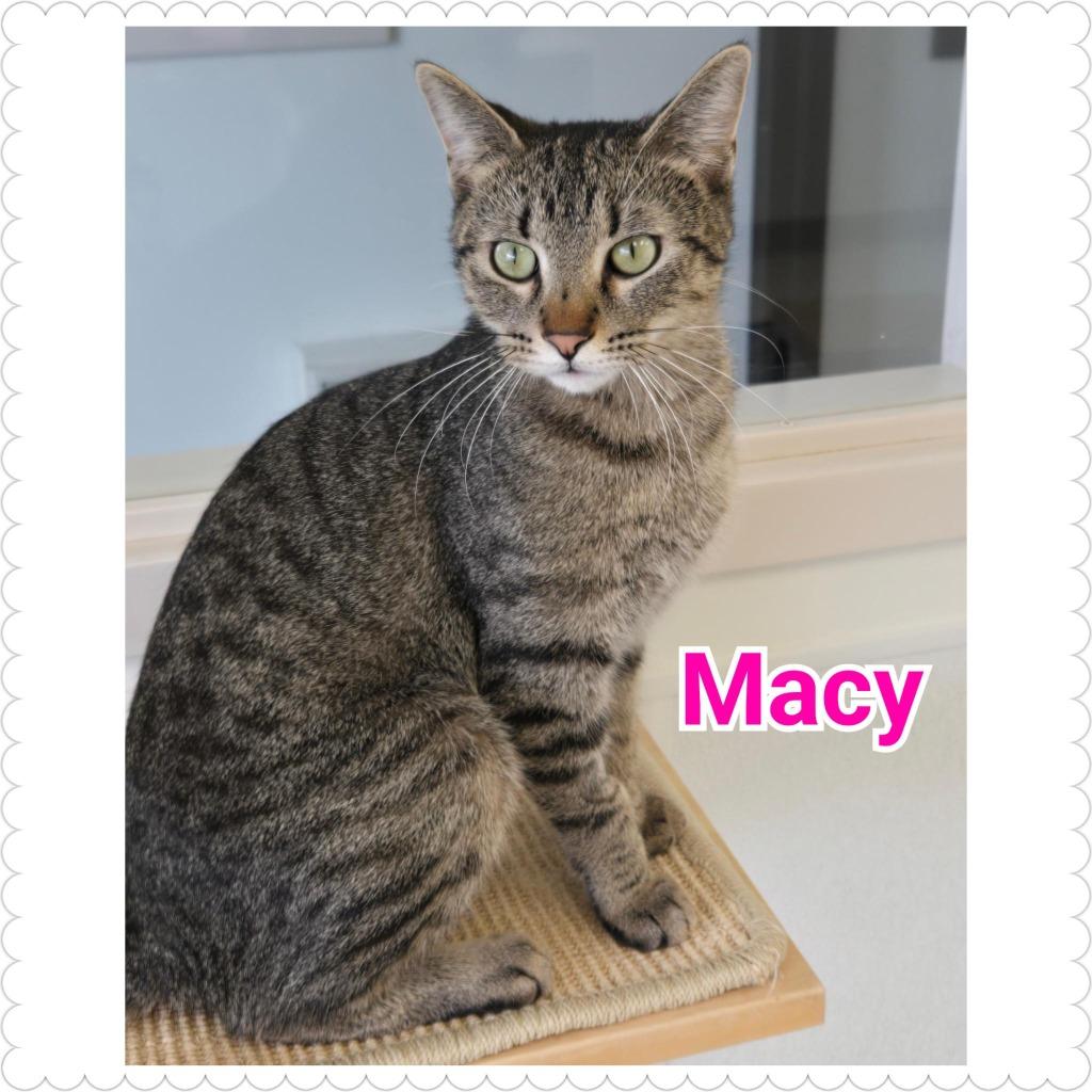 Macy, a Adopted mixed breed in North Saint Paul, MN image 3/3