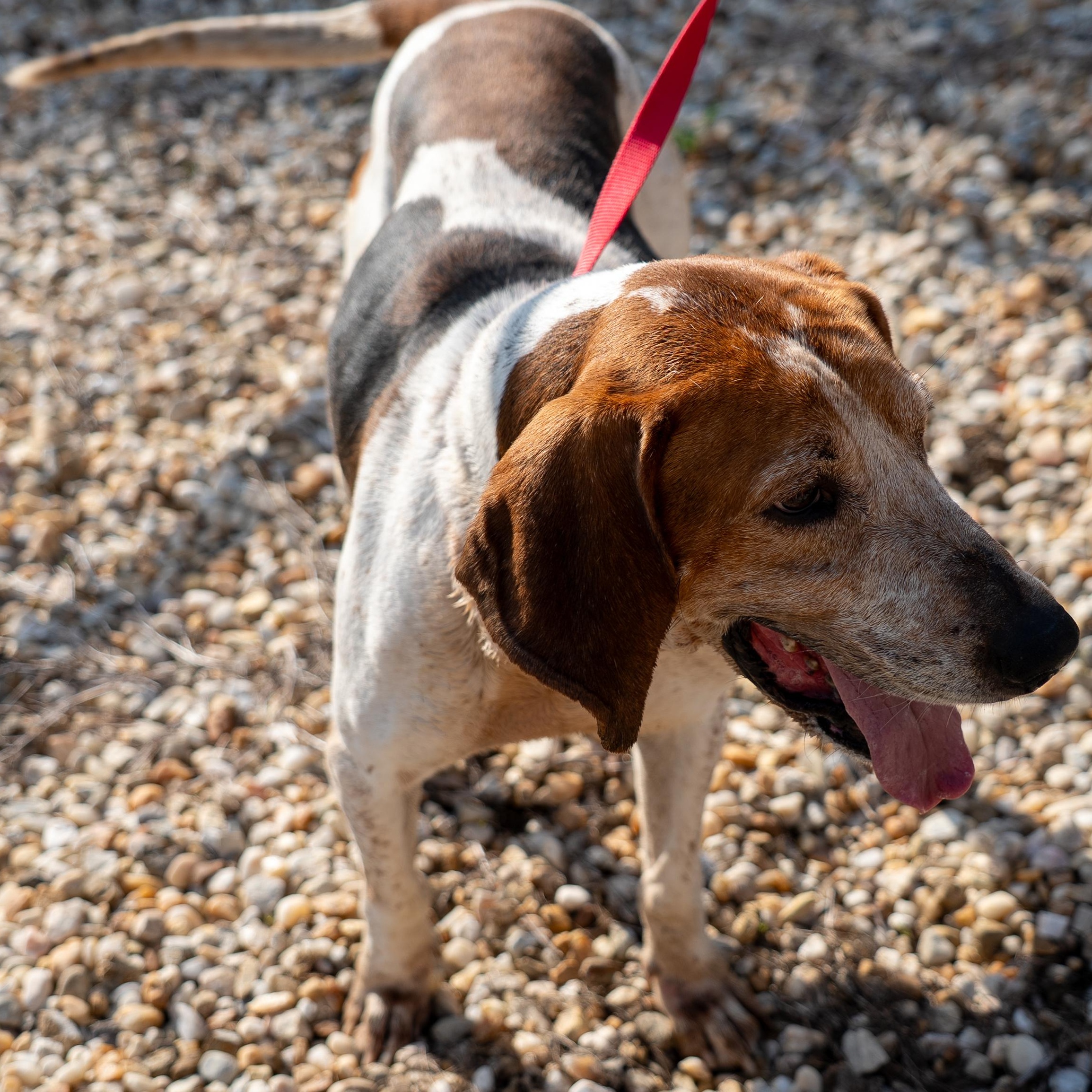 Jax, a ADOPTABLE American Foxhound in King George, VA image 3/5