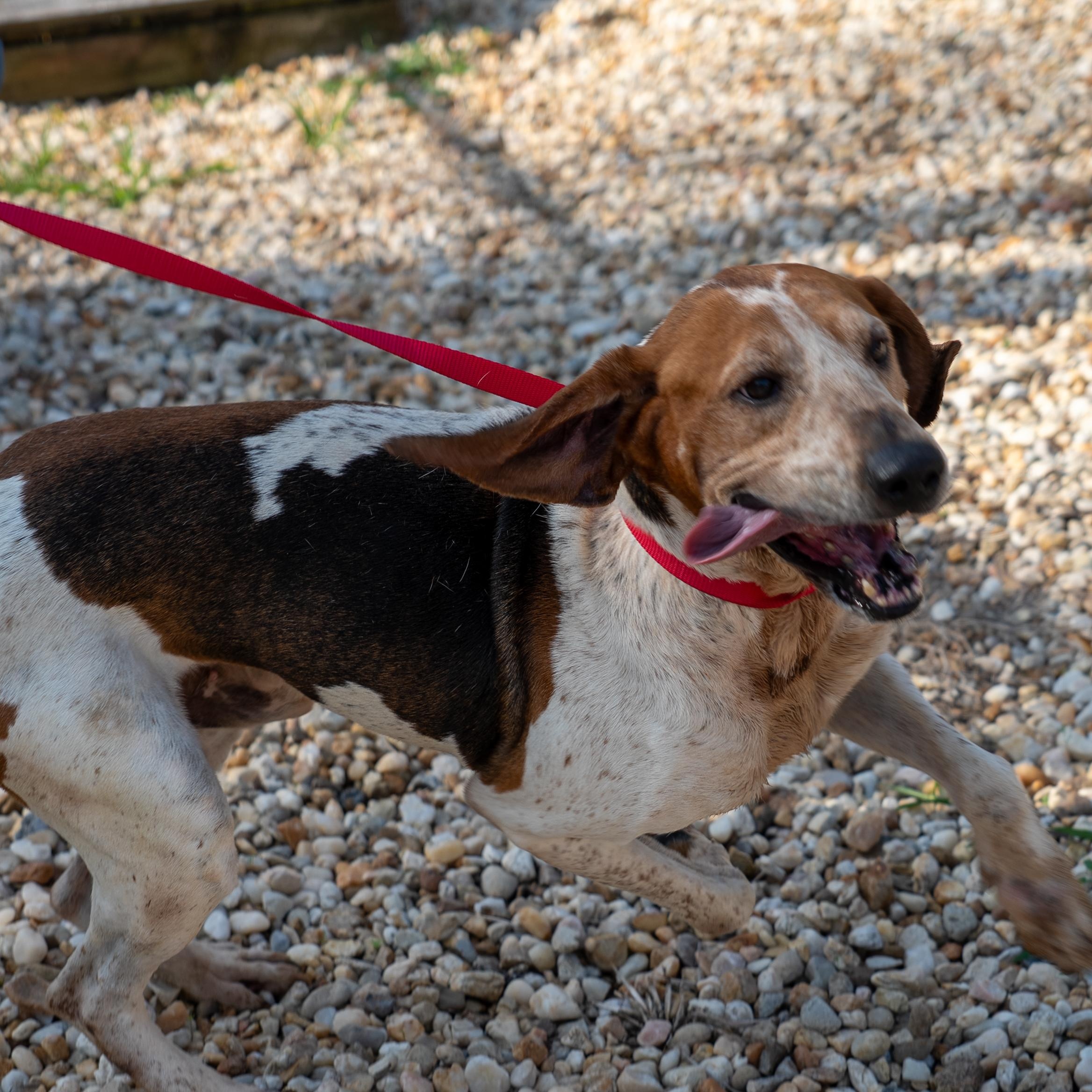 Jax, a ADOPTABLE American Foxhound in King George, VA image 5/5