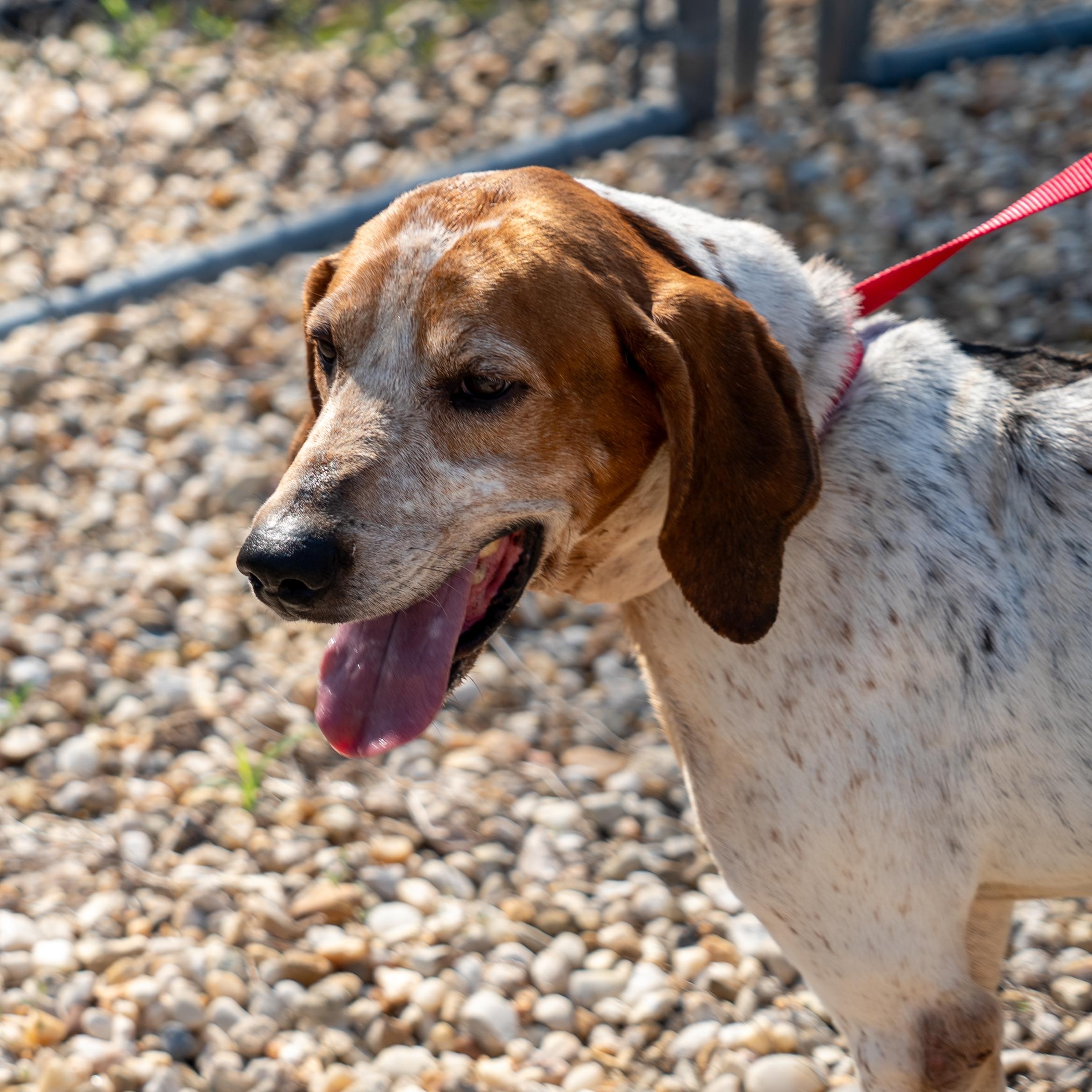 Jax, a ADOPTABLE American Foxhound in King George, VA image 2/5