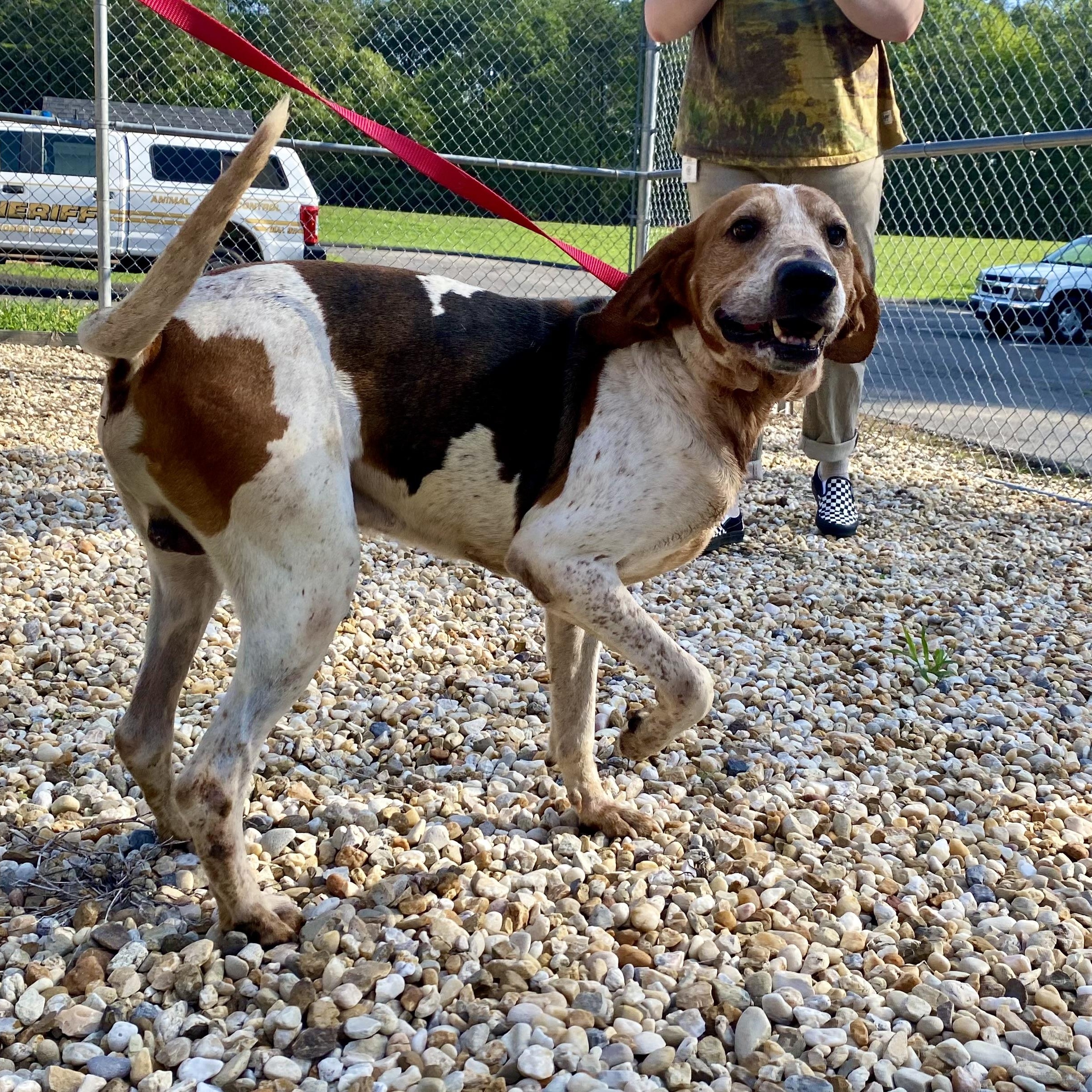 Jax, ADOPTABLE, Adult Male American Foxhound.