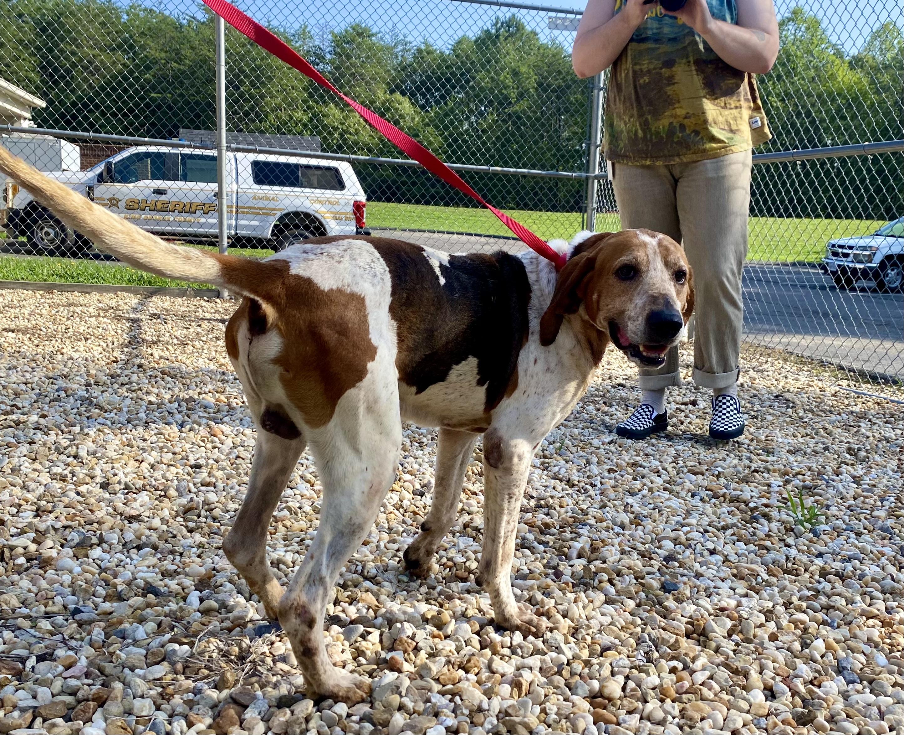 Jax, a ADOPTABLE American Foxhound in King George, VA image 4/5