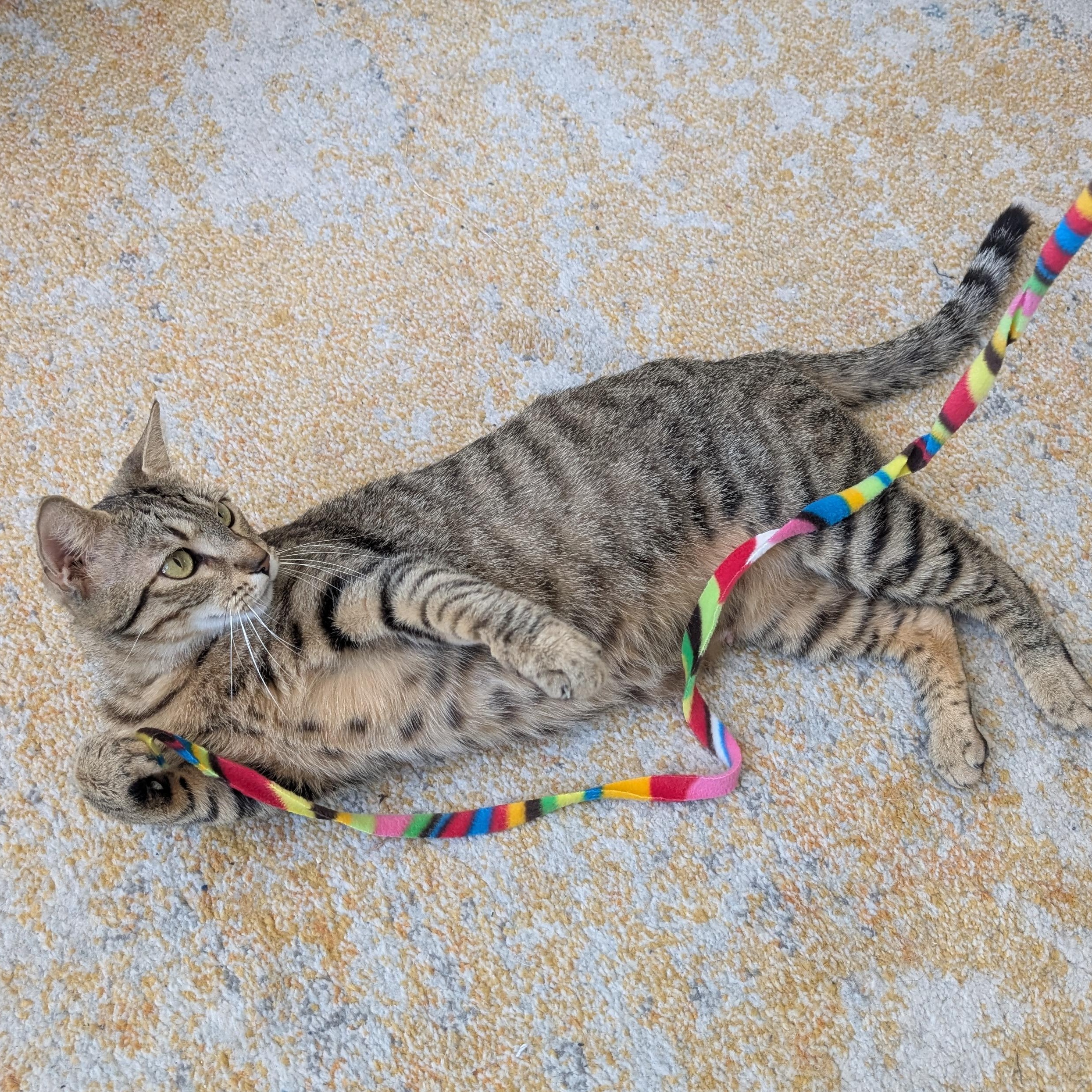 Layla Morley-Steve, a ADOPTABLE Domestic Short Hair in Denver, CO image 5/5