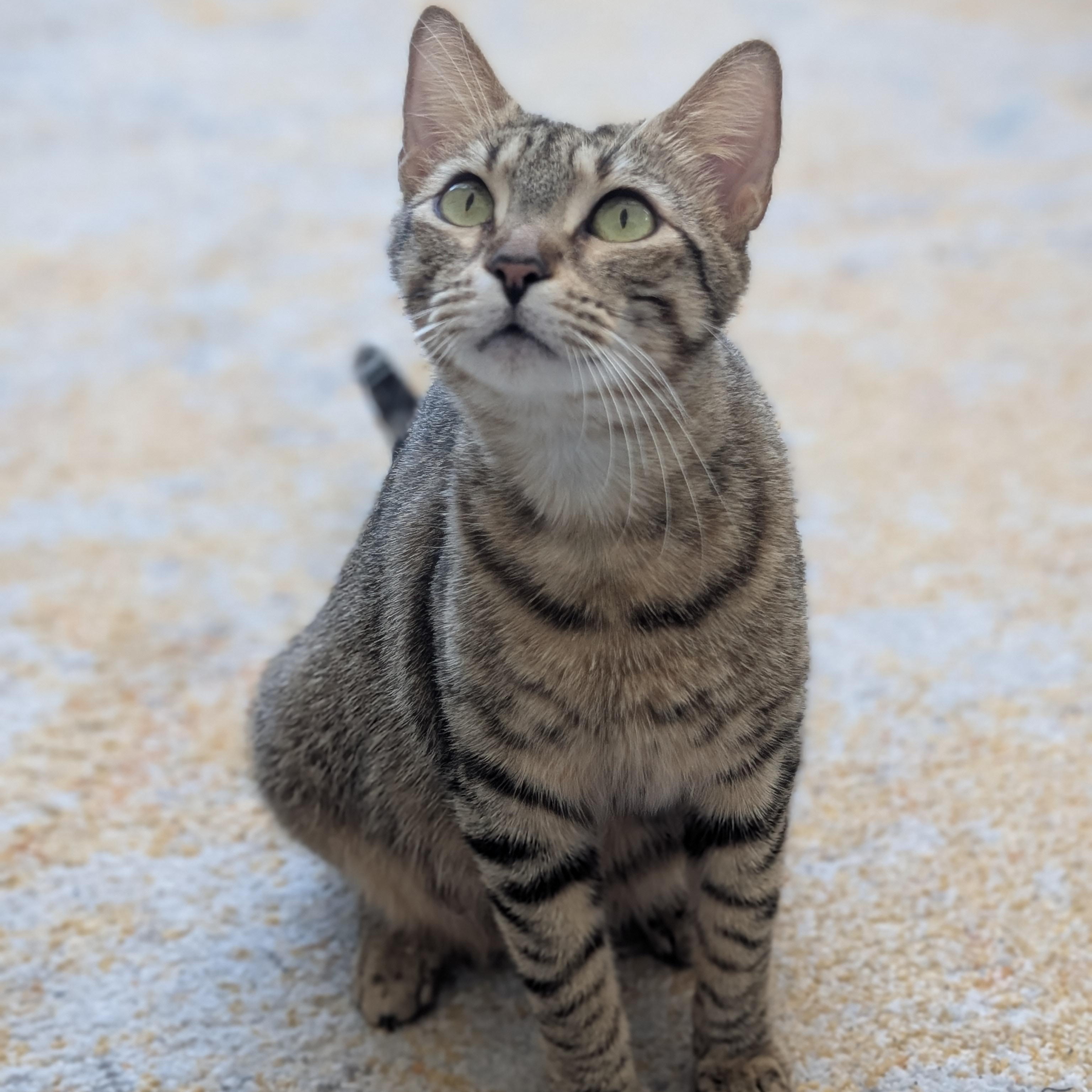 Layla Morley-Steve, a ADOPTABLE Domestic Short Hair in Denver, CO image 4/5