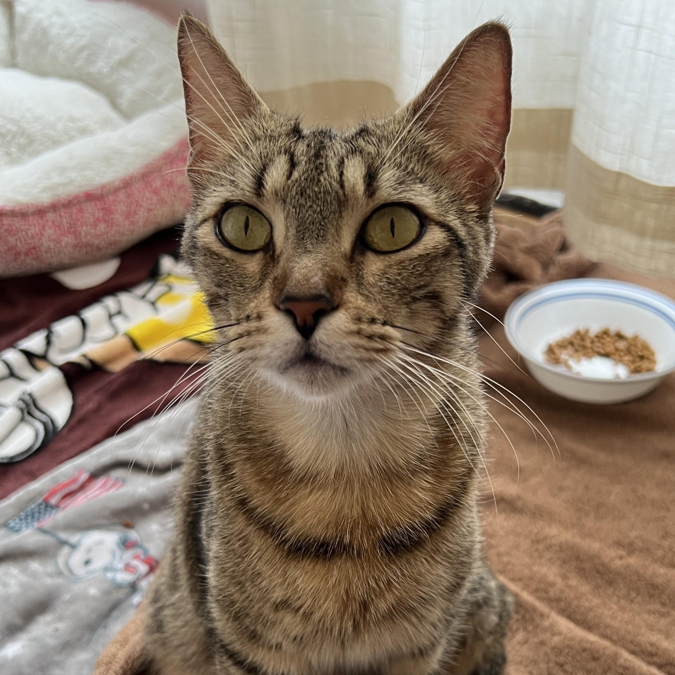 Layla Morley-Steve, a ADOPTABLE Domestic Short Hair in Denver, CO image 2/5