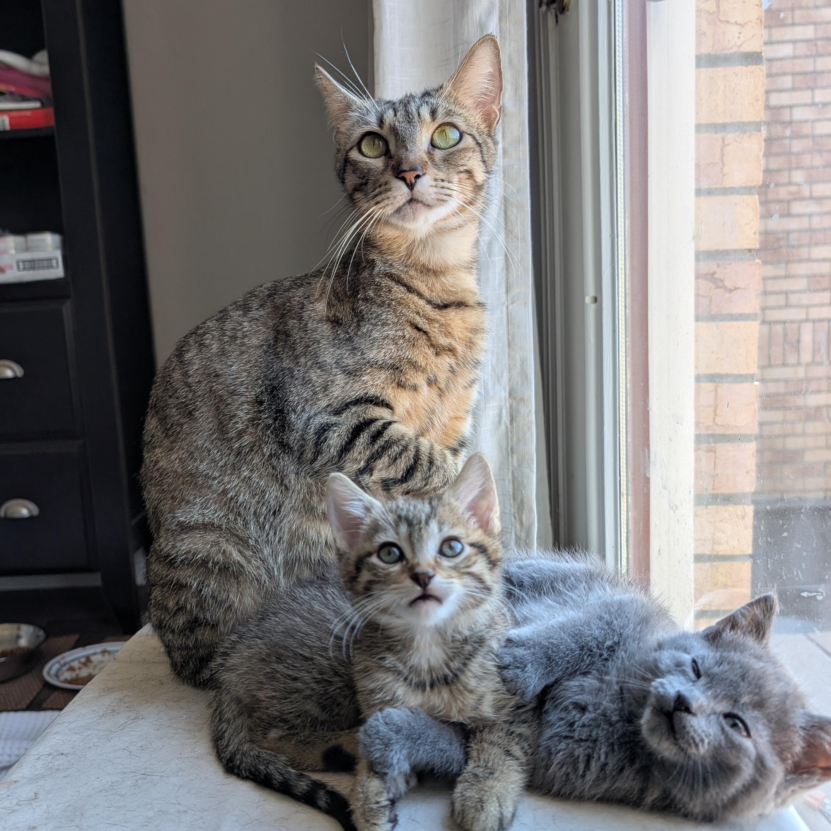 Layla Morley-Steve, a ADOPTABLE Domestic Short Hair in Denver, CO image 3/5