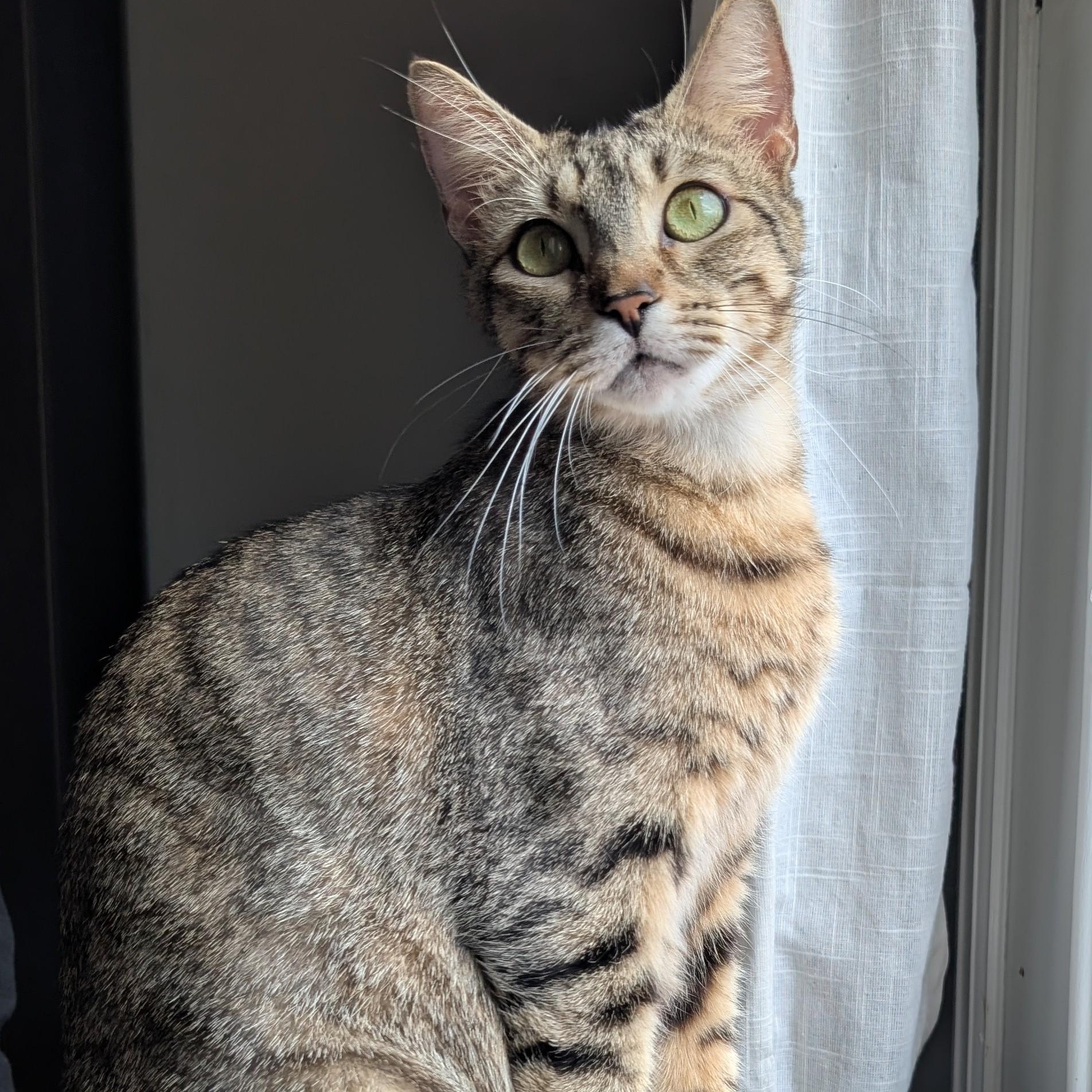 Layla Morley-Steve, a ADOPTABLE Domestic Short Hair in Denver, CO image 1/5