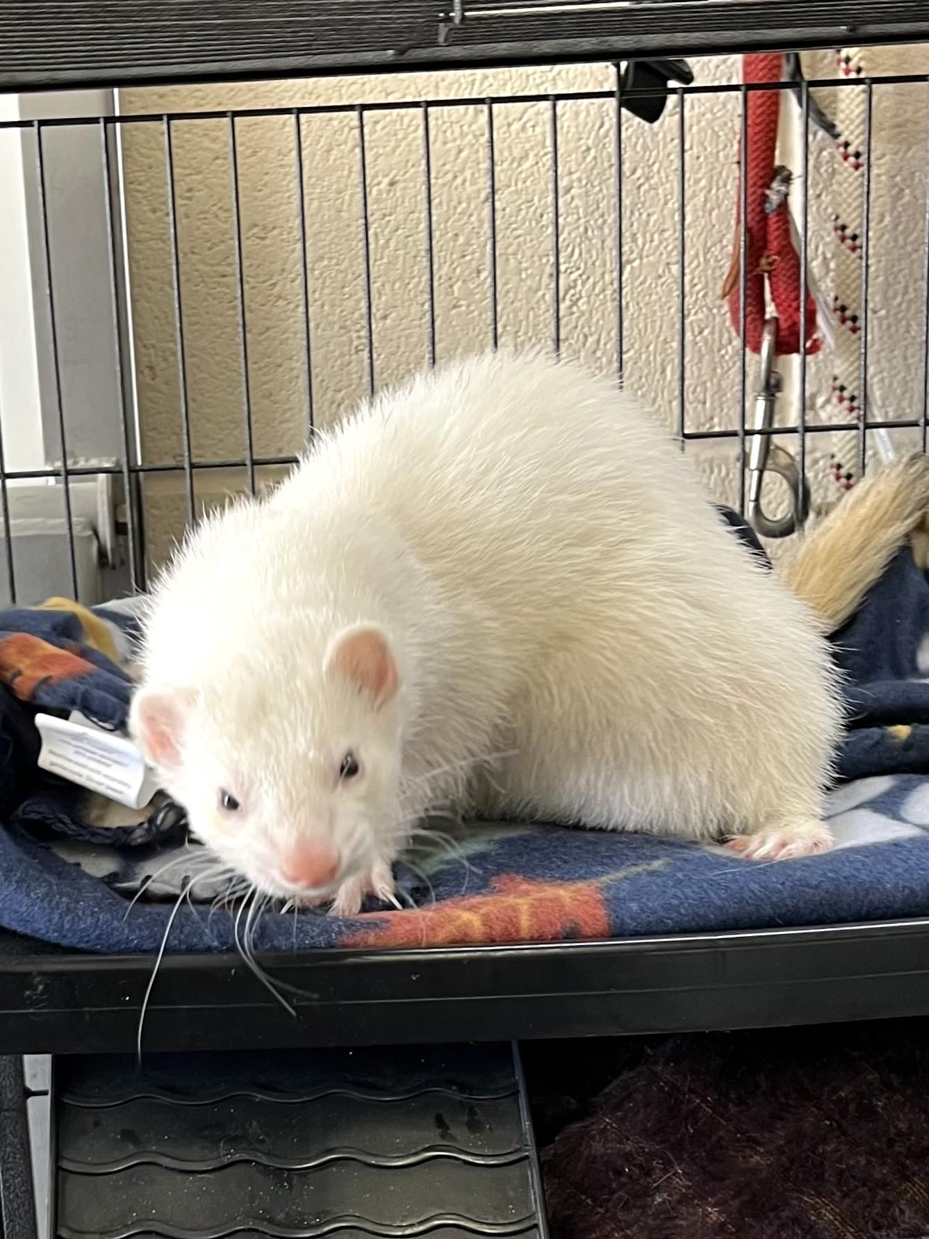 Peaches, adopted, Young Female Ferret.