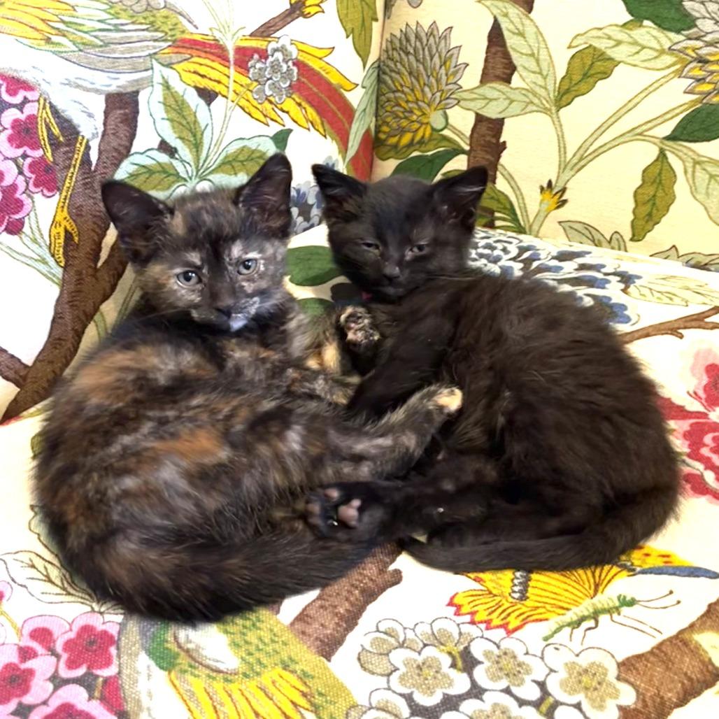 Enlarge Peaches, a Adoptable Domestic Short Hair in Santa Rosa, CA image 2/5