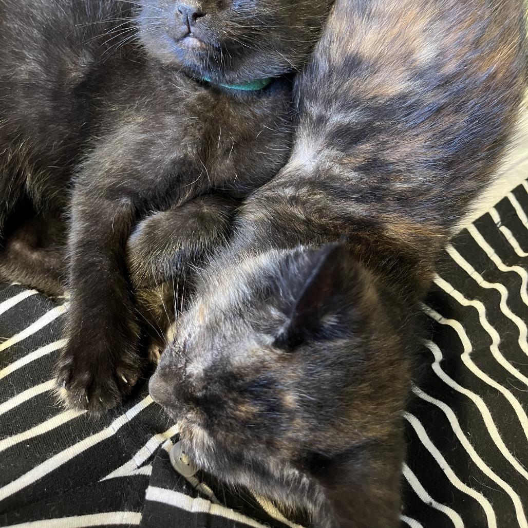 Enlarge Peaches, a Adoptable Domestic Short Hair in Santa Rosa, CA image 3/5