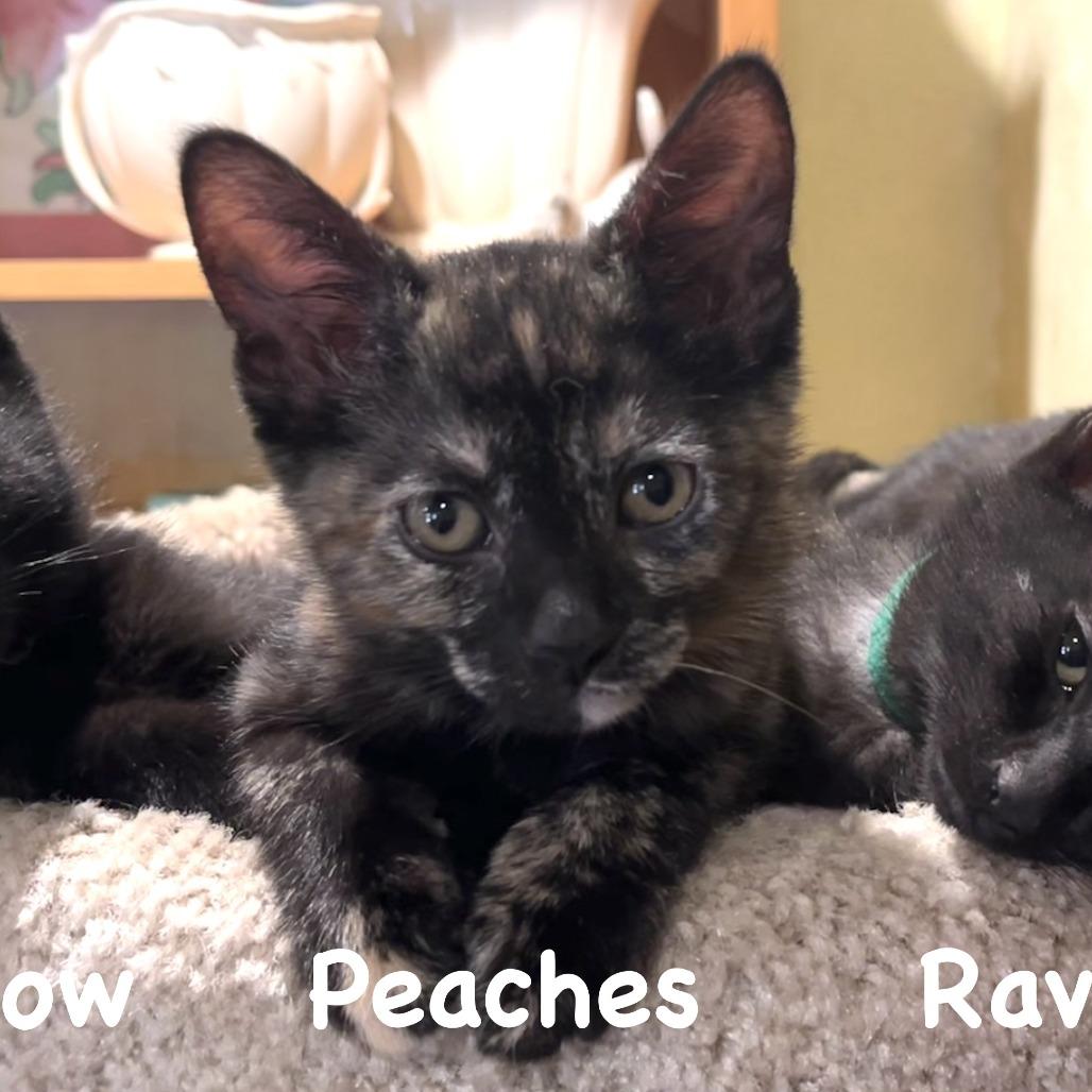 Enlarge Peaches, a Adoptable Domestic Short Hair in Santa Rosa, CA image 4/5