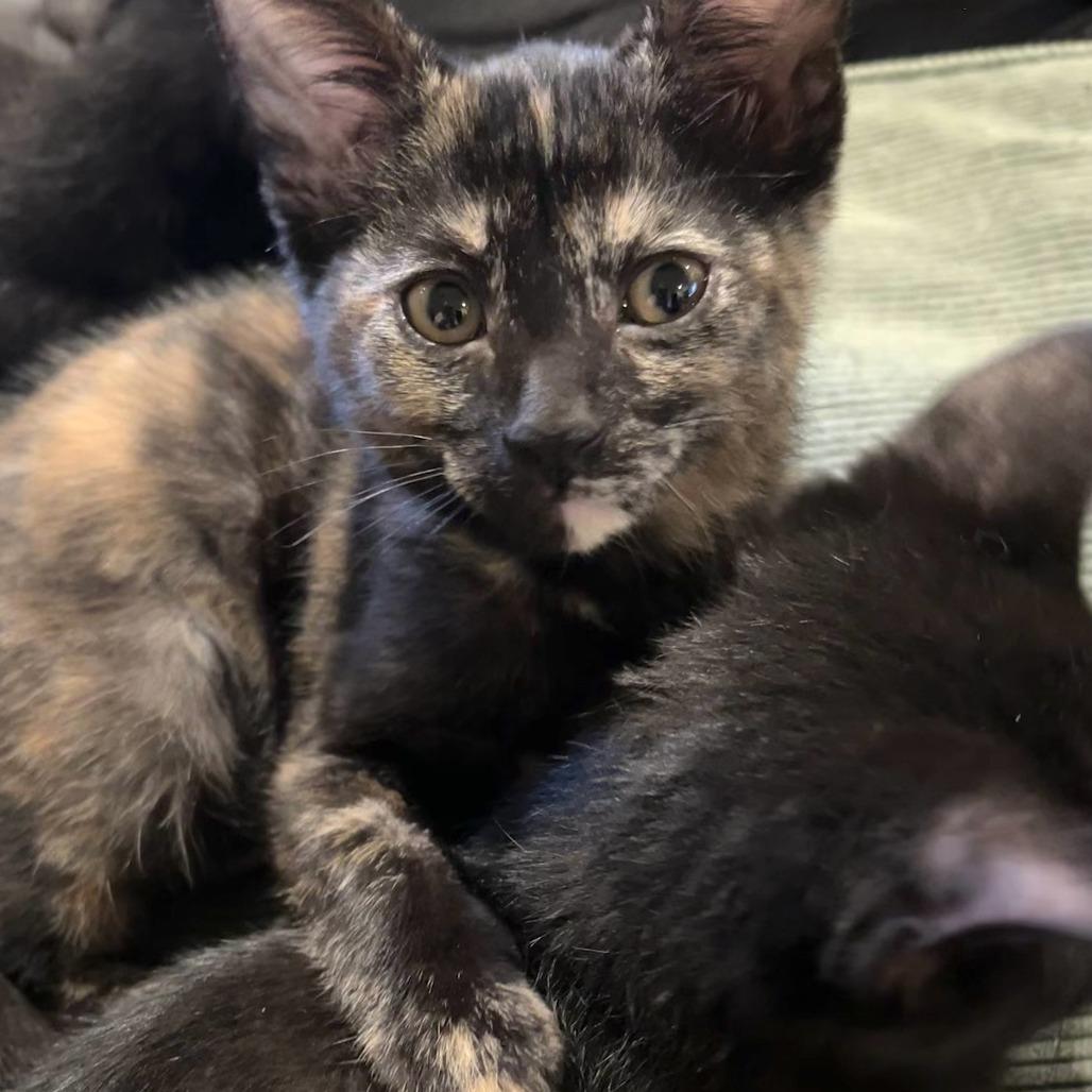 Enlarge Peaches, a Adoptable Domestic Short Hair in Santa Rosa, CA image 5/5