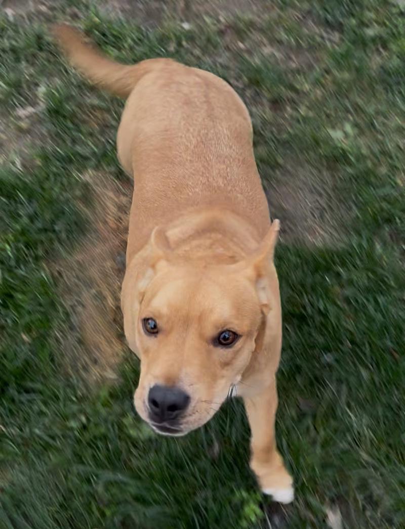 Ricky, a ADOPTABLE mixed breed in Coarsegold, CA image 2/4