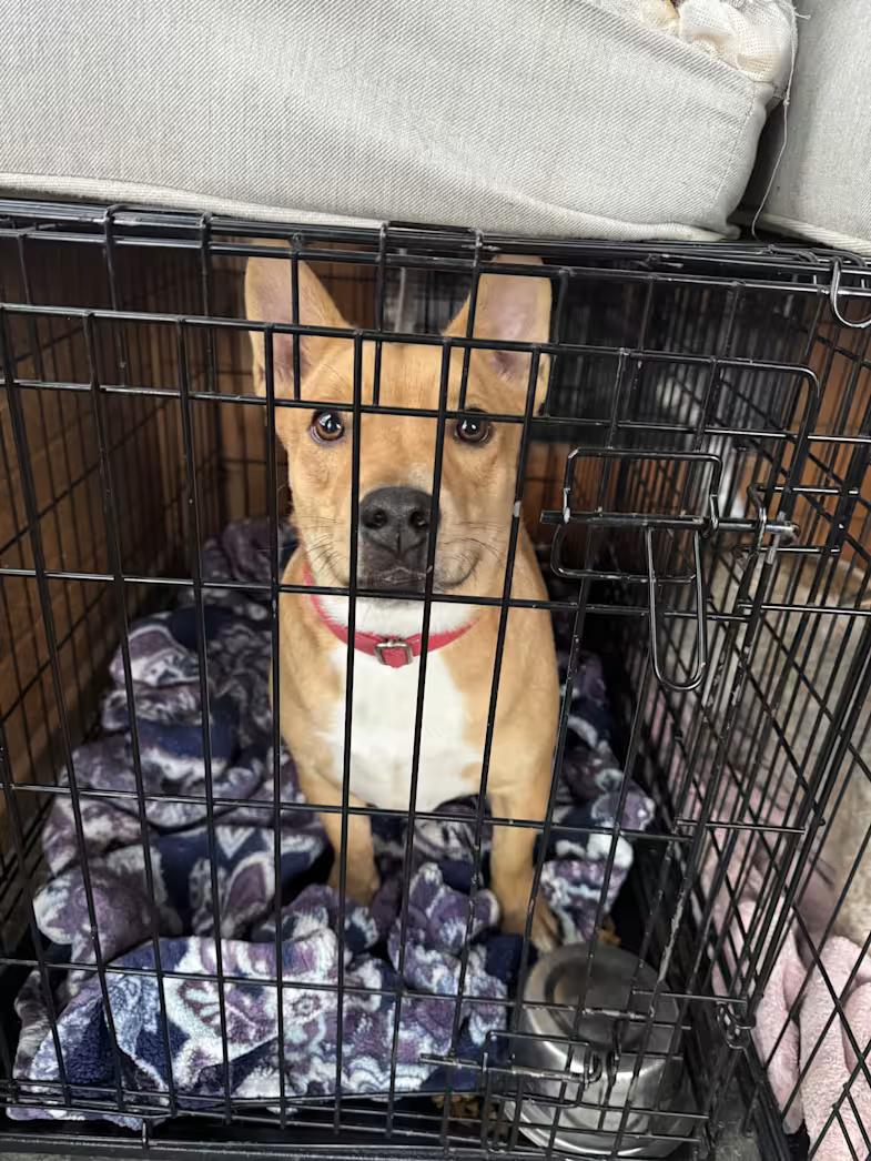 Ricky, a ADOPTABLE mixed breed in Coarsegold, CA image 4/4