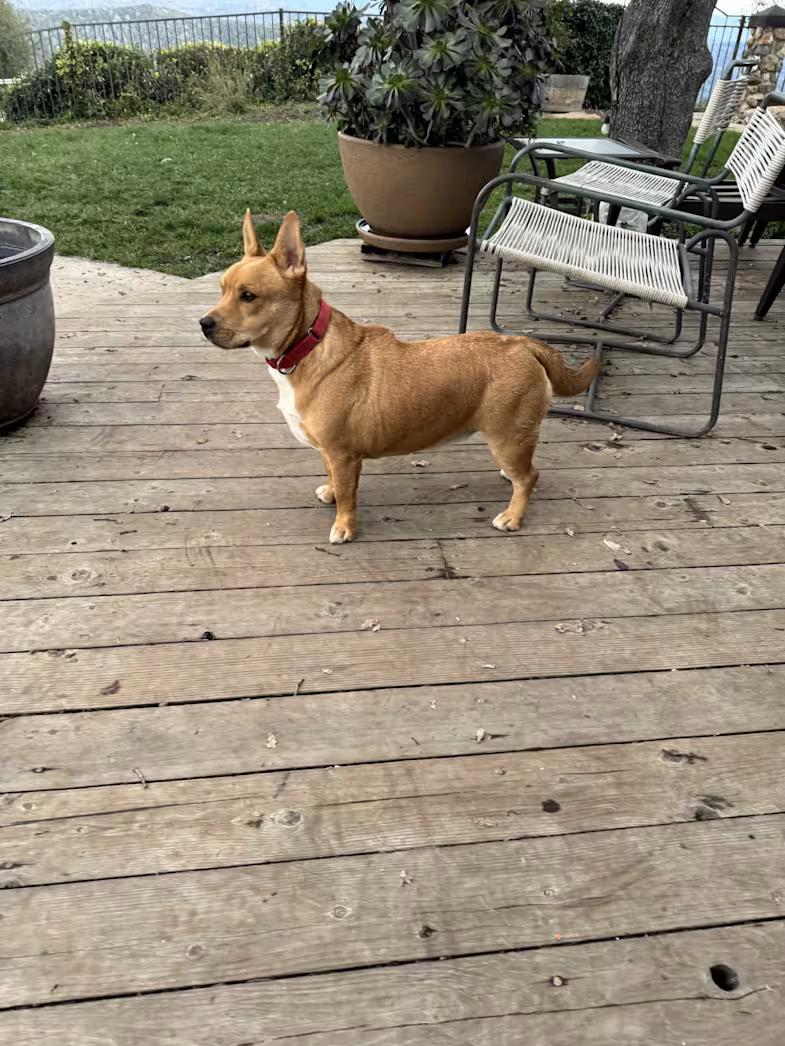 Ricky, a ADOPTABLE mixed breed in Coarsegold, CA image 1/4
