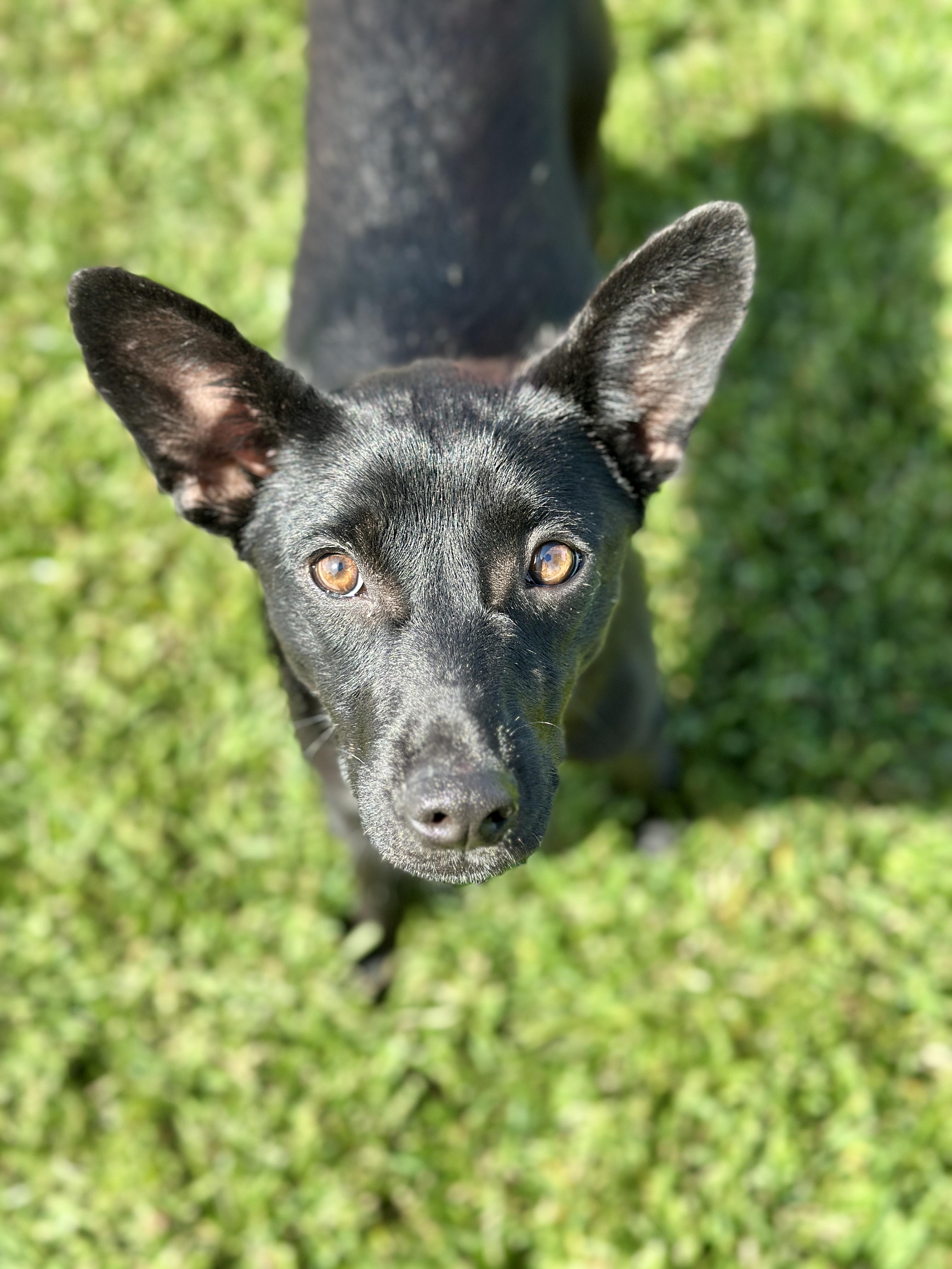 Feather, adopted, Adult Female German Shepherd Dog.