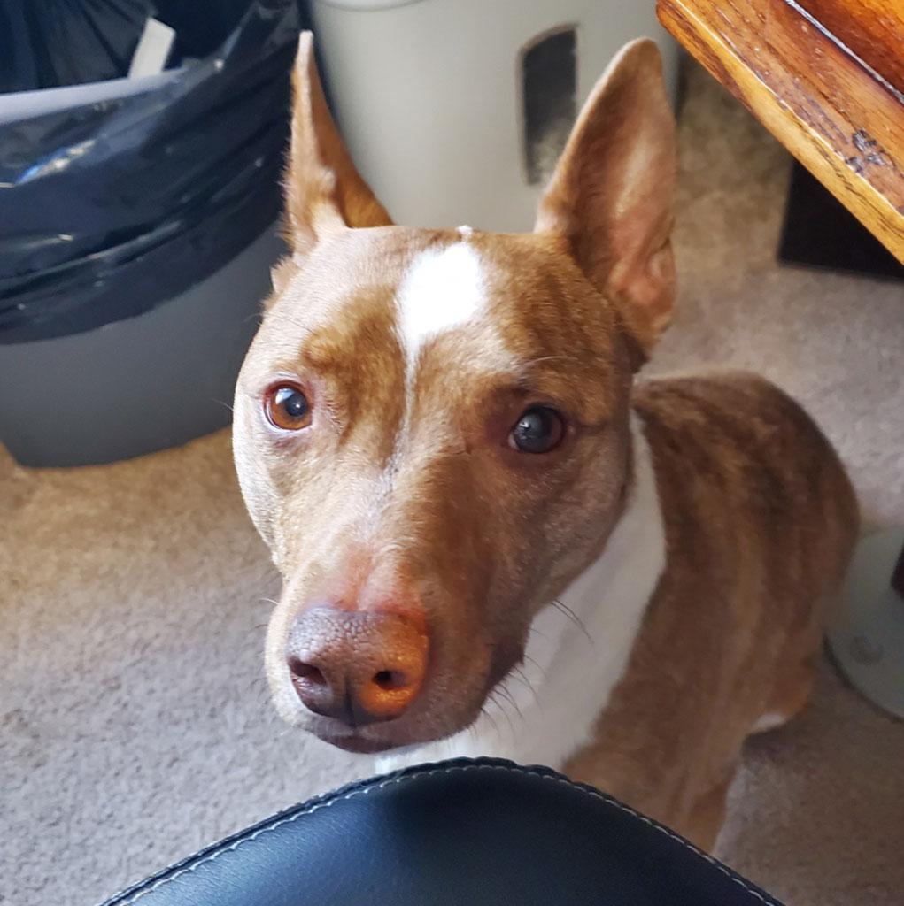 Benji, a Adoptable mixed breed in Bowie, MD image 1/4