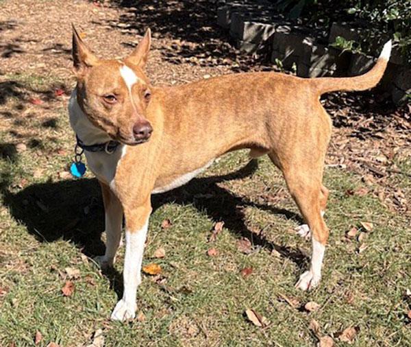 Benji, a Adoptable mixed breed in Bowie, MD image 2/4