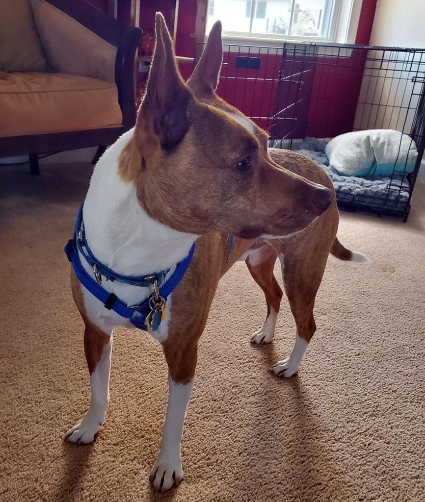 Benji, a Adoptable mixed breed in Bowie, MD image 3/4