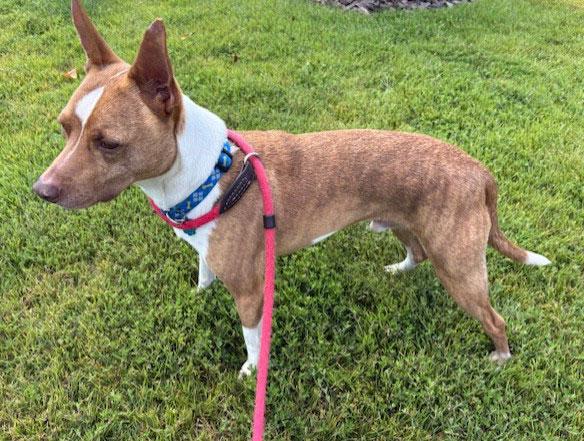 Benji, a Adoptable mixed breed in Bowie, MD image 4/4