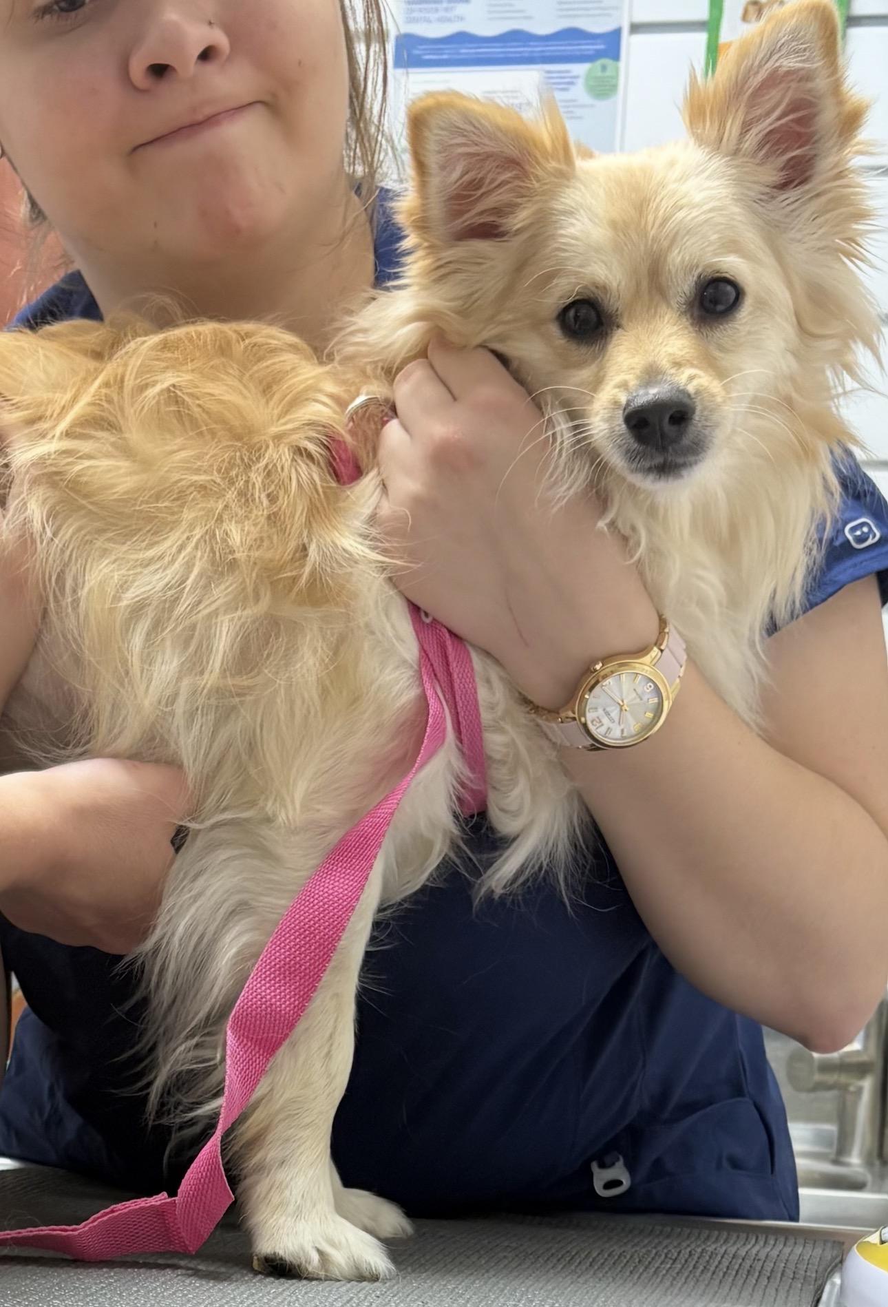 Biscuit, ADOPTABLE, Young Male Pomeranian & Chihuahua.