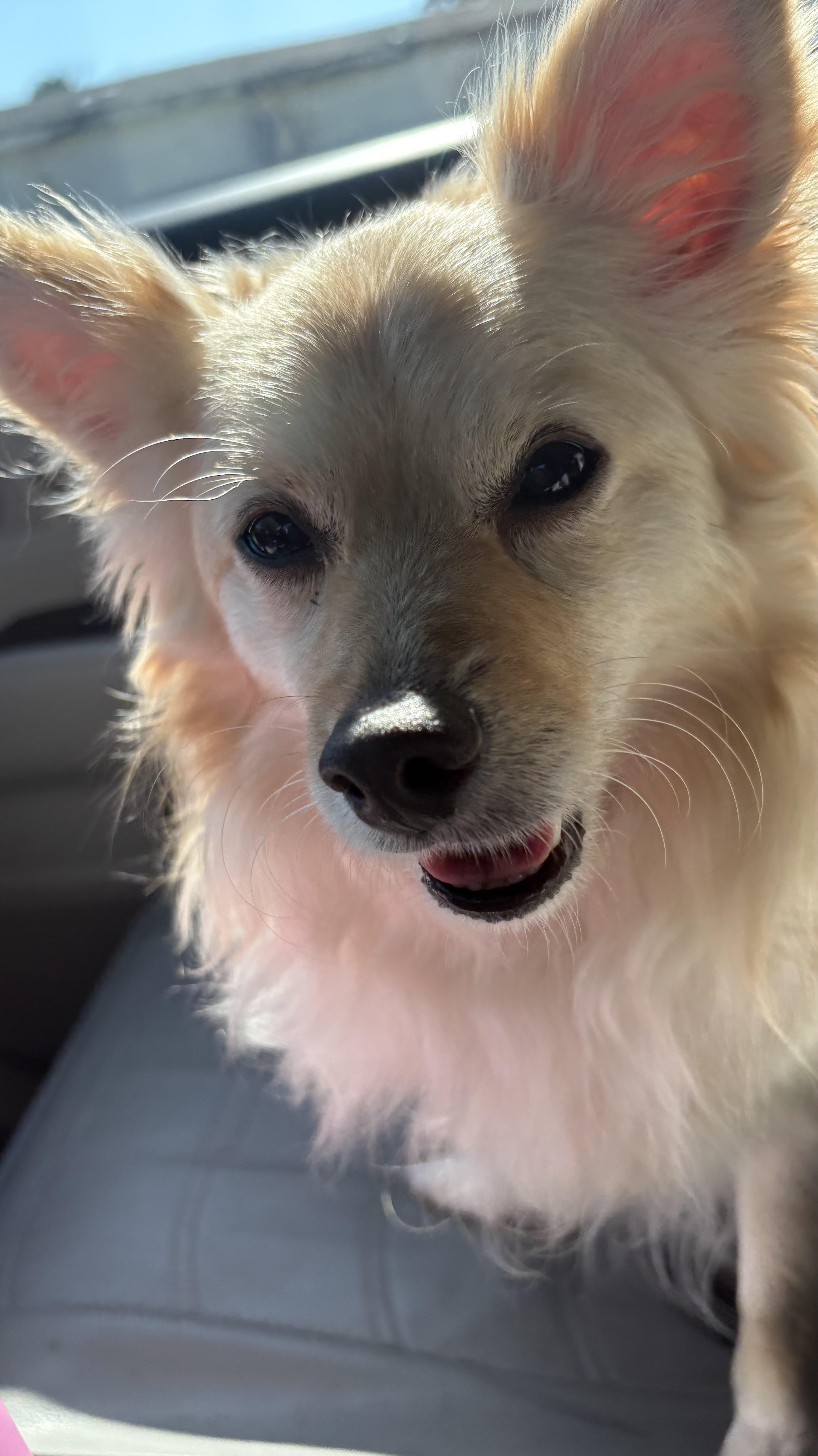 Biscuit, a ADOPTABLE mixed breed in Cary, NC image 6/6