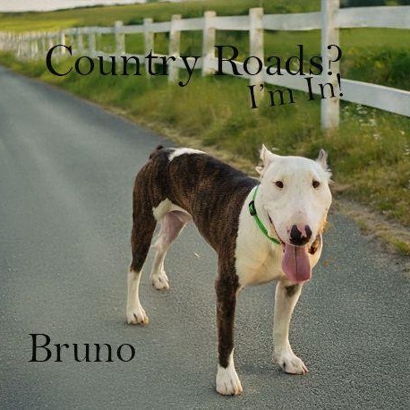 Bruno, an adoptable Bull Terrier in Palm Desert, CA_image-1