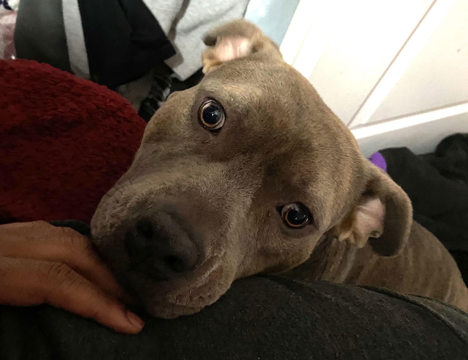 Lolo, Adoptable, Adult Male Pit Bull Terrier.