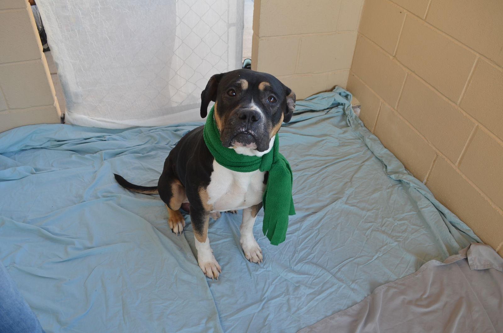 Lime, Adoptable, Young Male Mastiff.