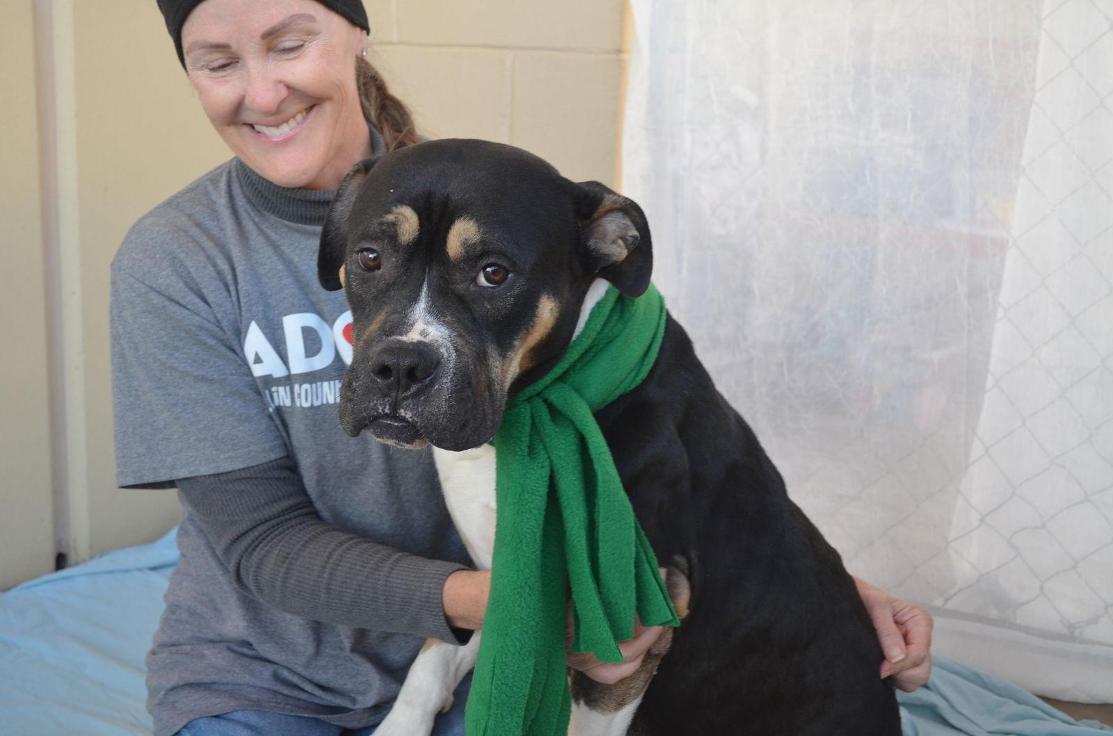 Enlarge Lime, a Adoptable Mastiff in McKinney, TX image 2/3