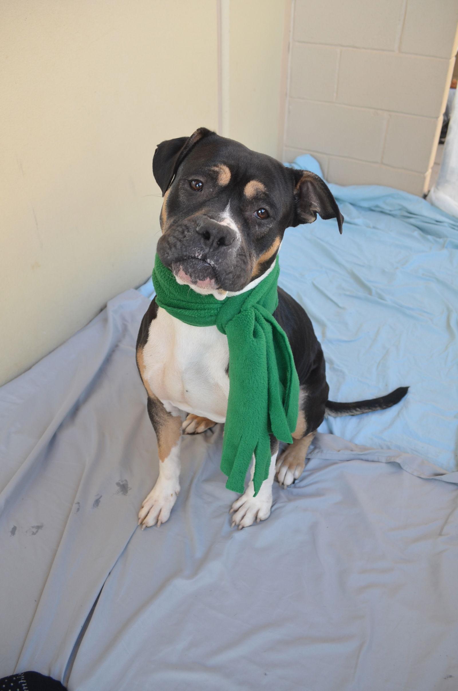 Enlarge Lime, a Adoptable Mastiff in McKinney, TX image 3/3