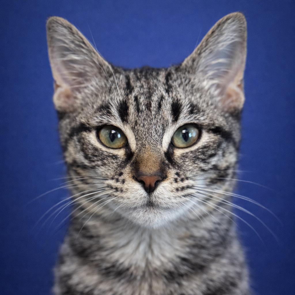 Enlarge Aston, a Adoptable Domestic Short Hair in Mankato, MN image 1/3