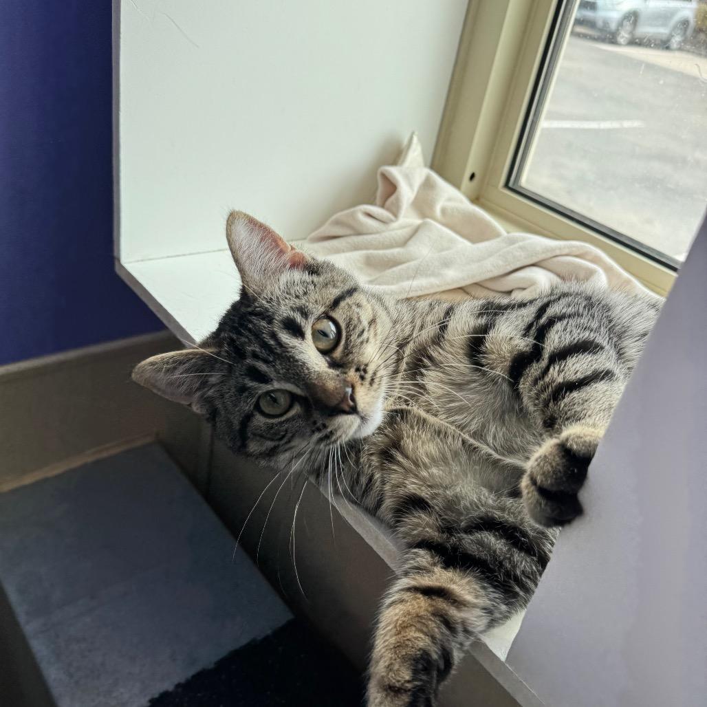 Enlarge Aston, a Adoptable Domestic Short Hair in Mankato, MN image 3/3