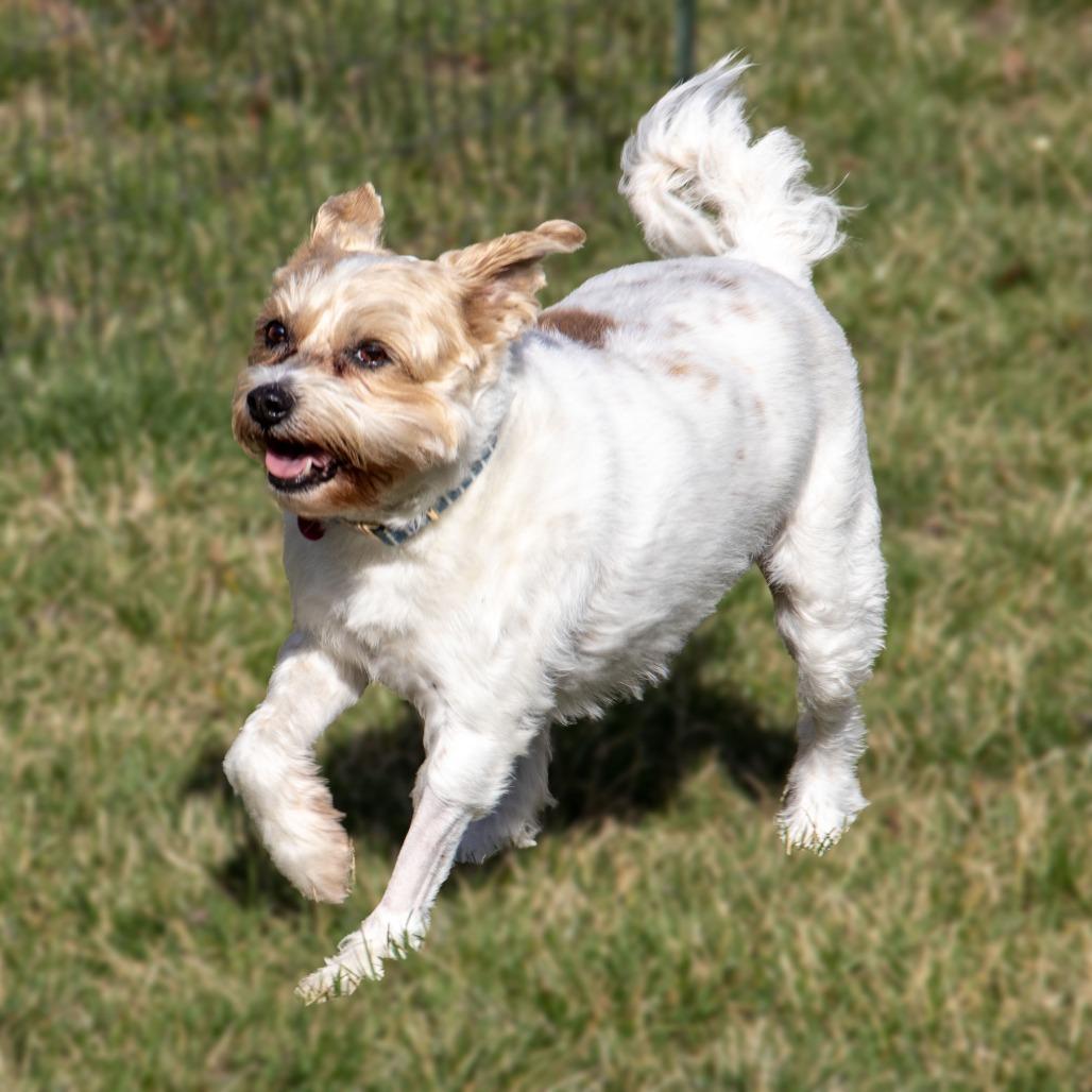 Violet, Adoptable, Senior Female Shih Tzu & Jack Russell Terrier.