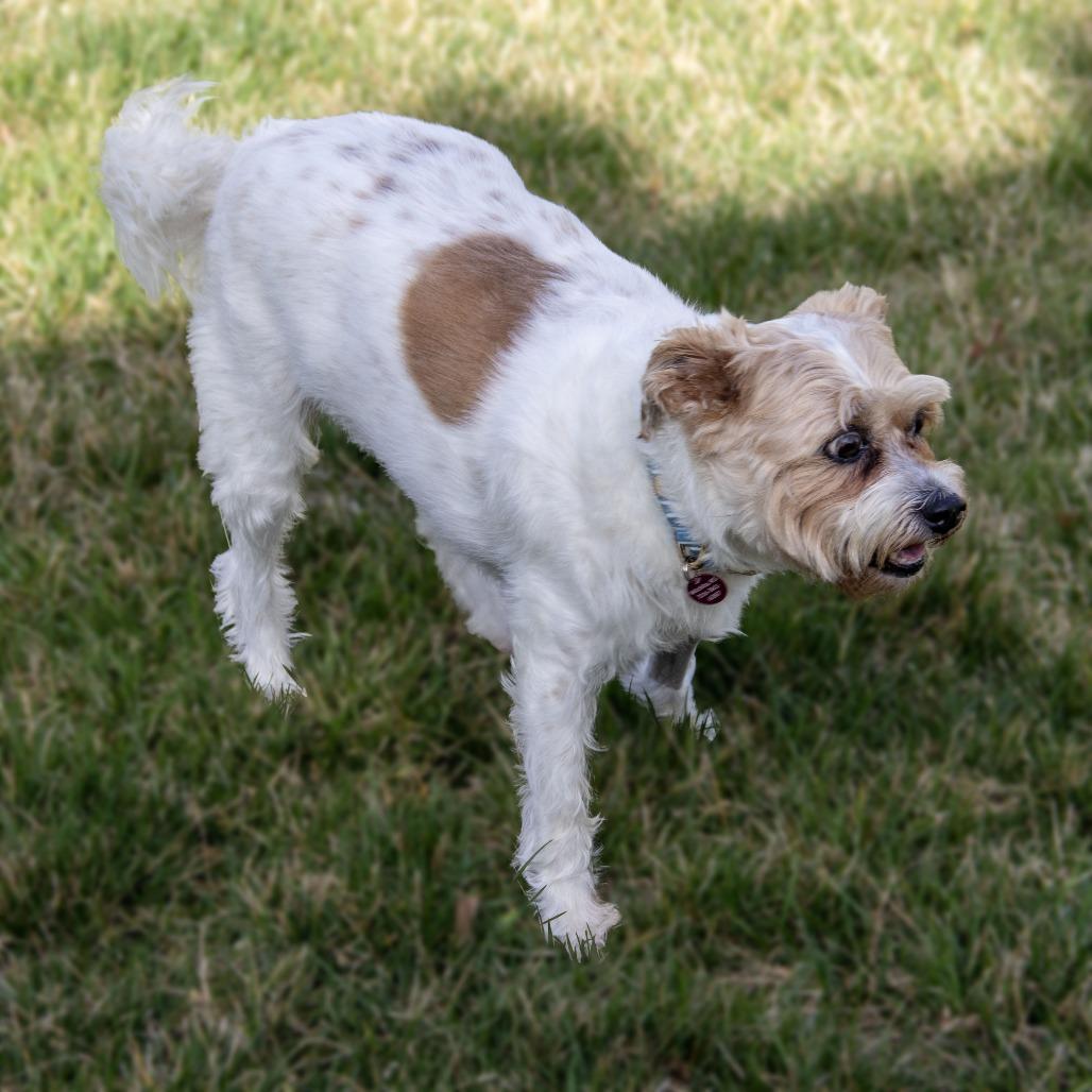 Enlarge Violet, a Adoptable mixed breed in Wichita, KS image 2/6