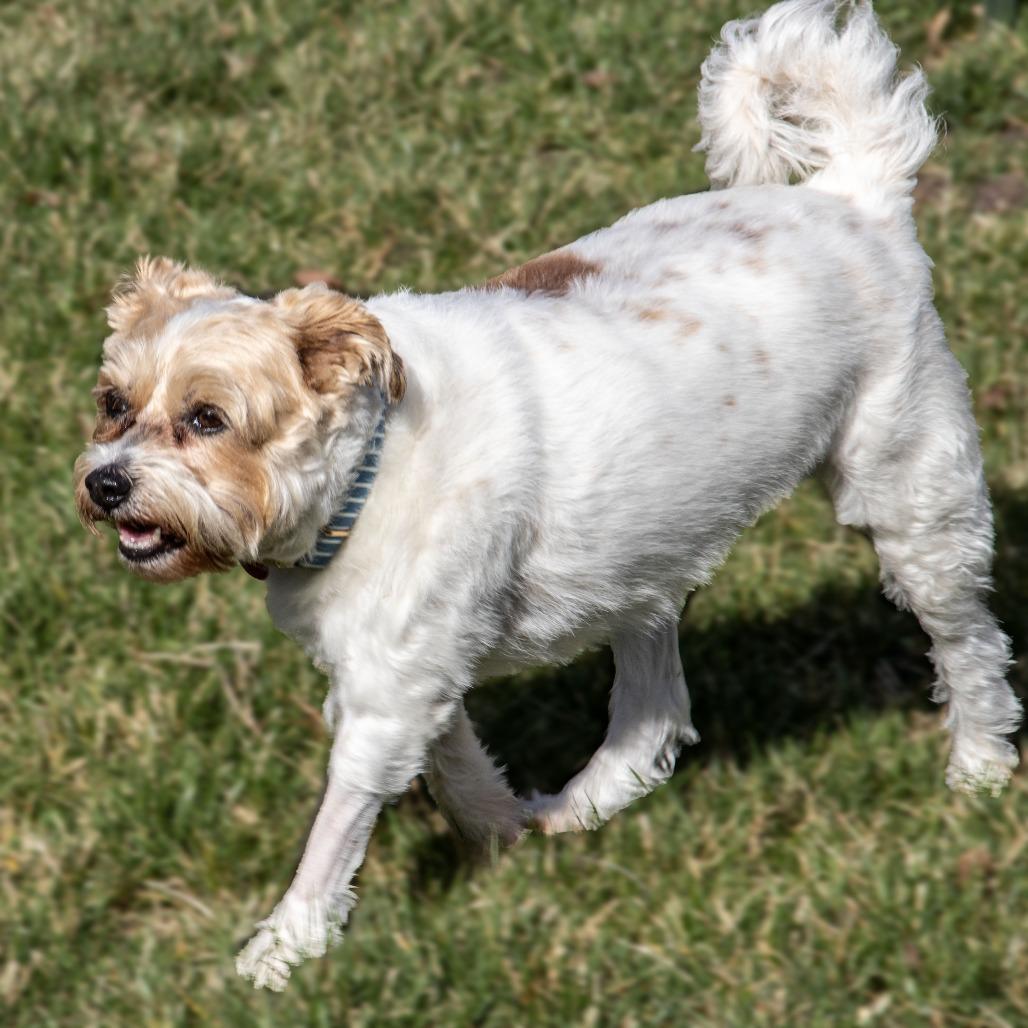 Enlarge Violet, a Adoptable mixed breed in Wichita, KS image 3/6