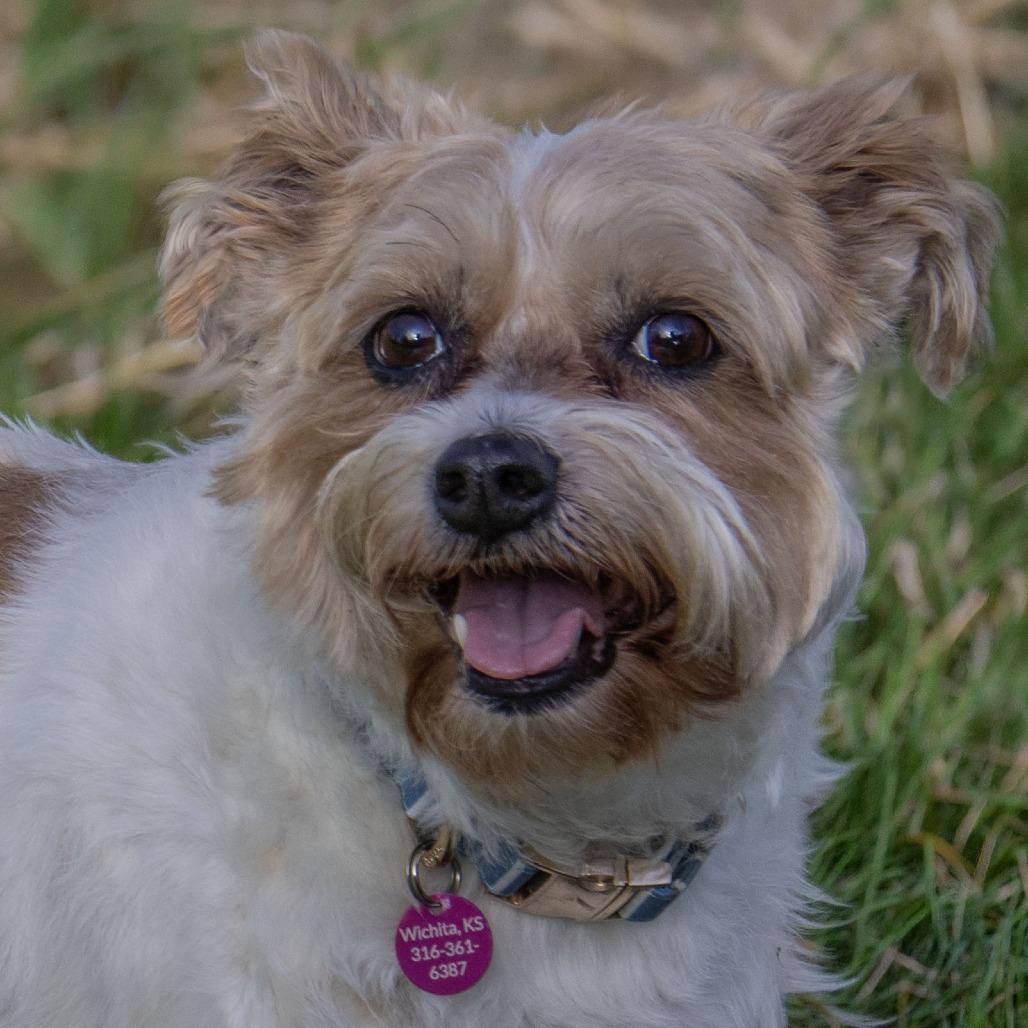 Enlarge Violet, a Adoptable mixed breed in Wichita, KS image 4/6