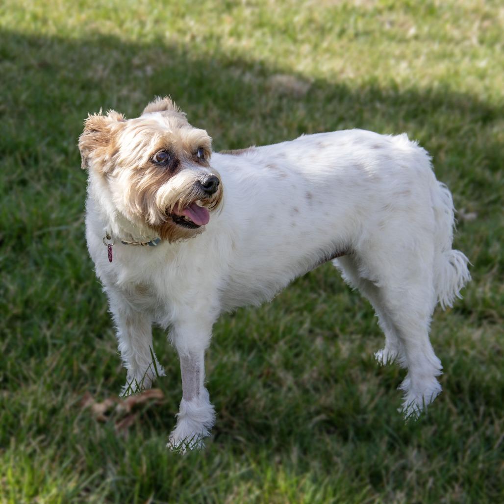 Enlarge Violet, a Adoptable mixed breed in Wichita, KS image 5/6