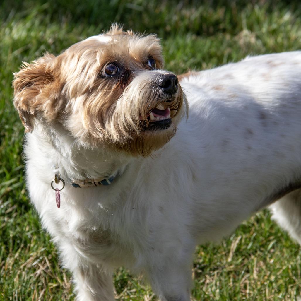 Enlarge Violet, a Adoptable mixed breed in Wichita, KS image 6/6