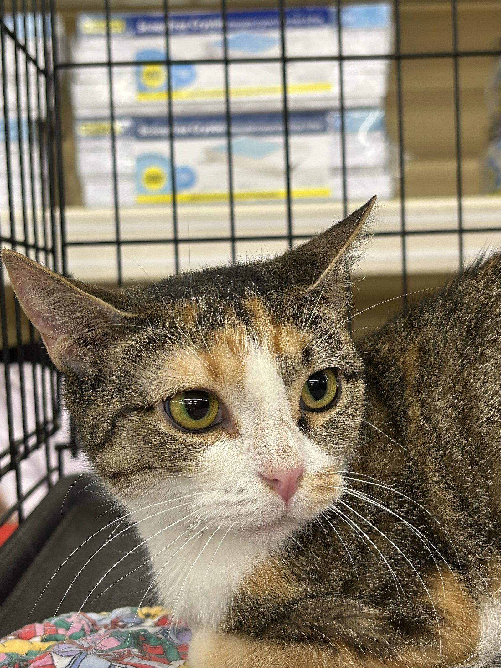 Enlarge Temperance, an adopted mixed breed in Columbia, SC image 2/3