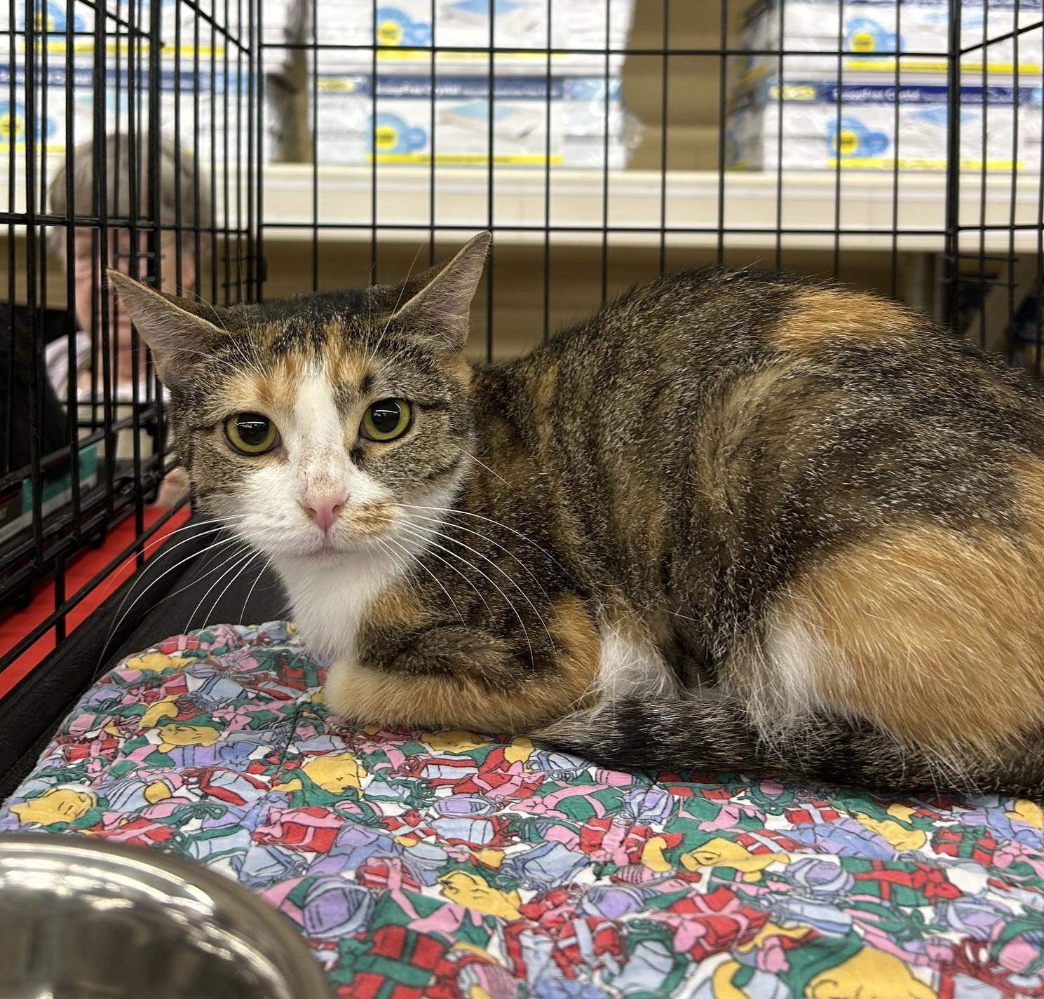 Temperance, adopted, Young Female Torbie & Domestic Short Hair.