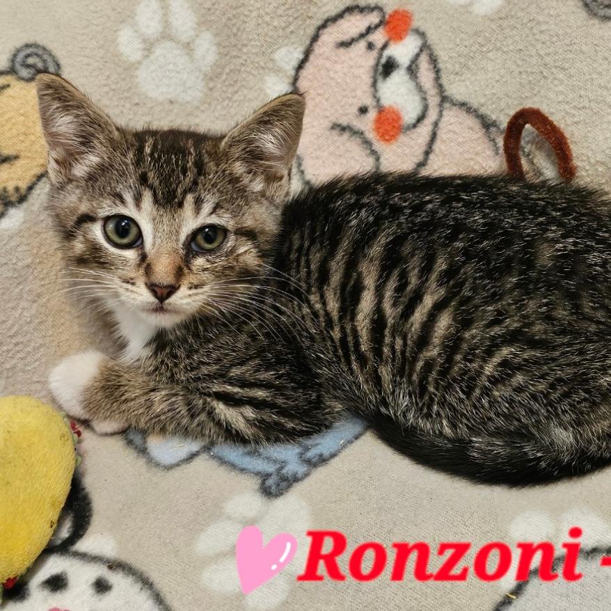 Ronzoni, Adoptable, Kitten Female Domestic Short Hair.