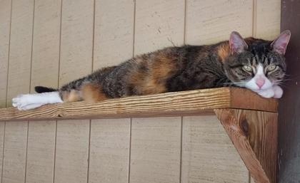 Enlarge Winnie, a Adoptable Domestic Short Hair in Bloomsburg, PA image 1/3