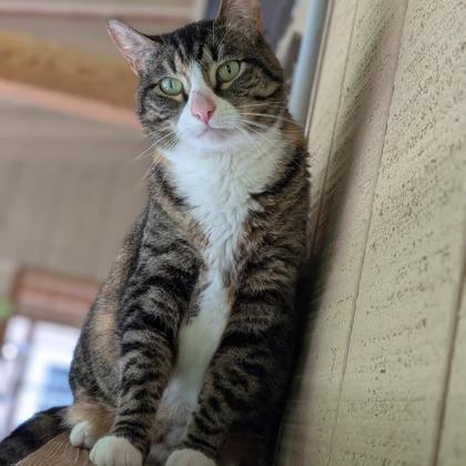 Enlarge Winnie, a Adoptable Domestic Short Hair in Bloomsburg, PA image 2/3