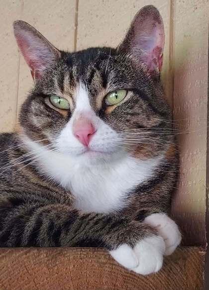 Enlarge Winnie, a Adoptable Domestic Short Hair in Bloomsburg, PA image 3/3