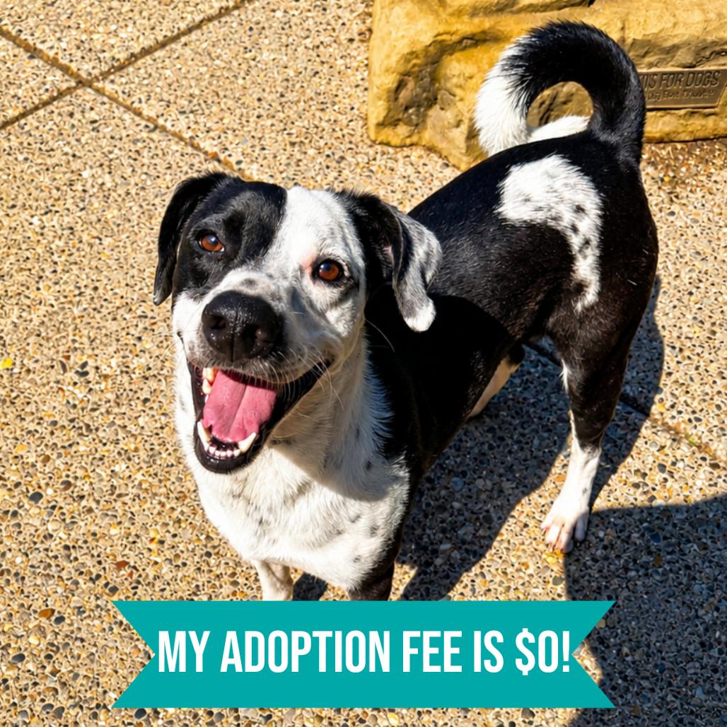 Oliver, Adoptable, Young Male Mixed Breed.