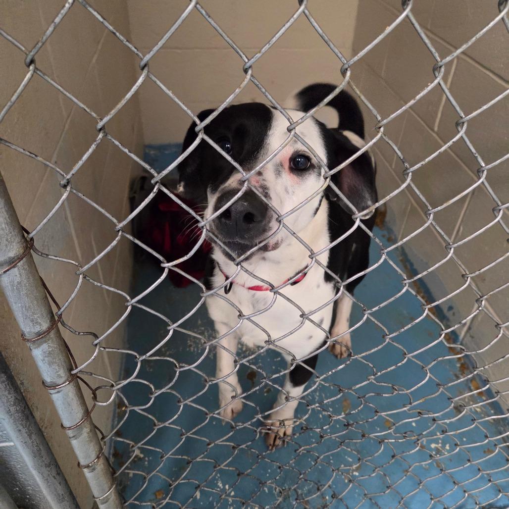 Enlarge Oliver, a Adoptable Mixed Breed in Charleston, WV image 2/3
