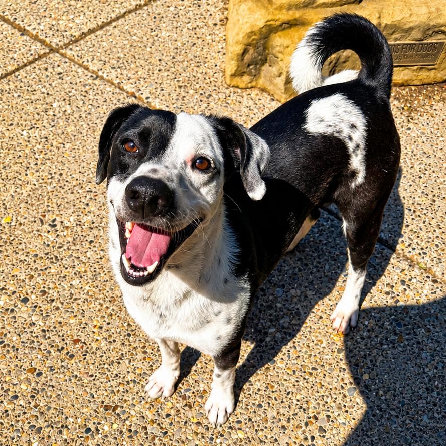 Enlarge Oliver, a Adoptable Mixed Breed in Charleston, WV image 3/3